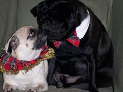 Couldn't resist, all dressed up for Christmas