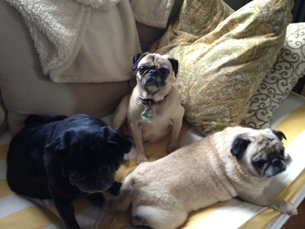 Izzy, Nando and their BFF Daisey!