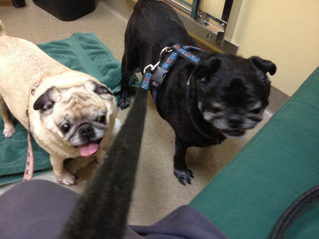 Stressed at the Vets