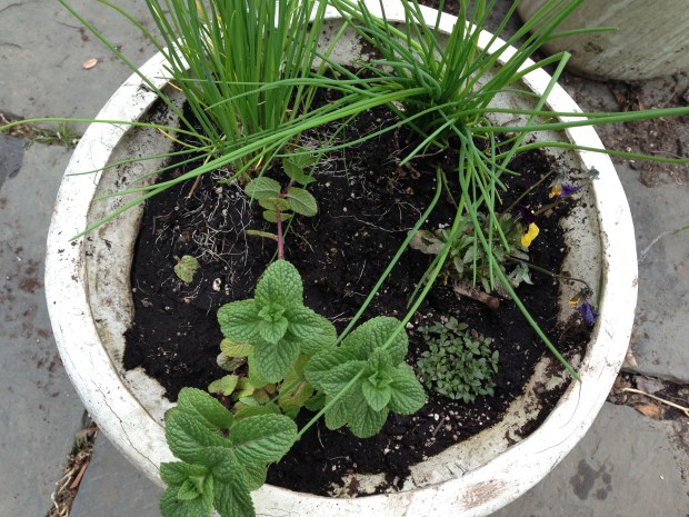 More herbs, chives