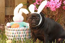 Photo's courtesy of google