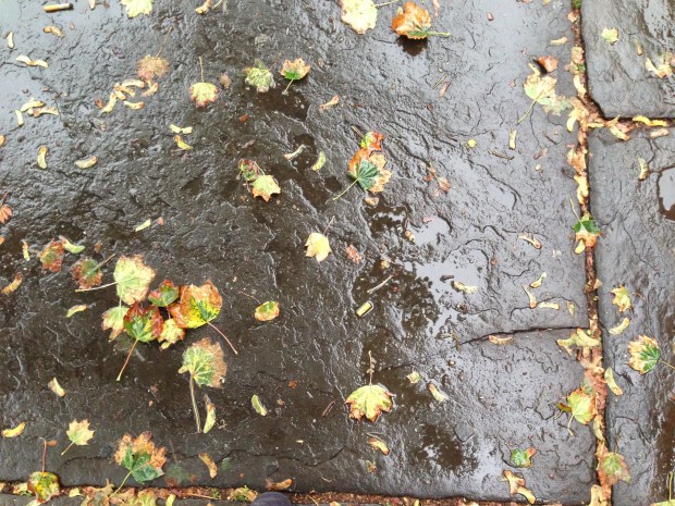 pretty leaves wet sidewalk