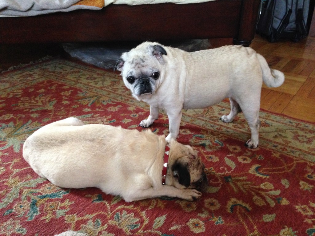 Daisey and Izzy are together now