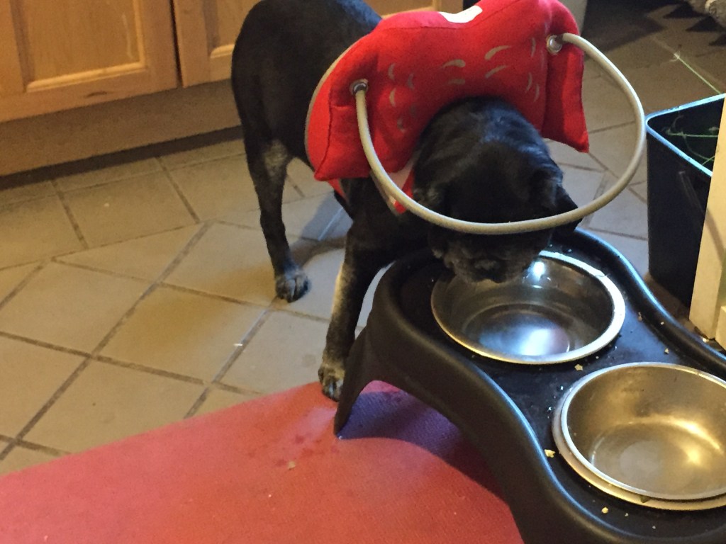 He can drink his water with it on