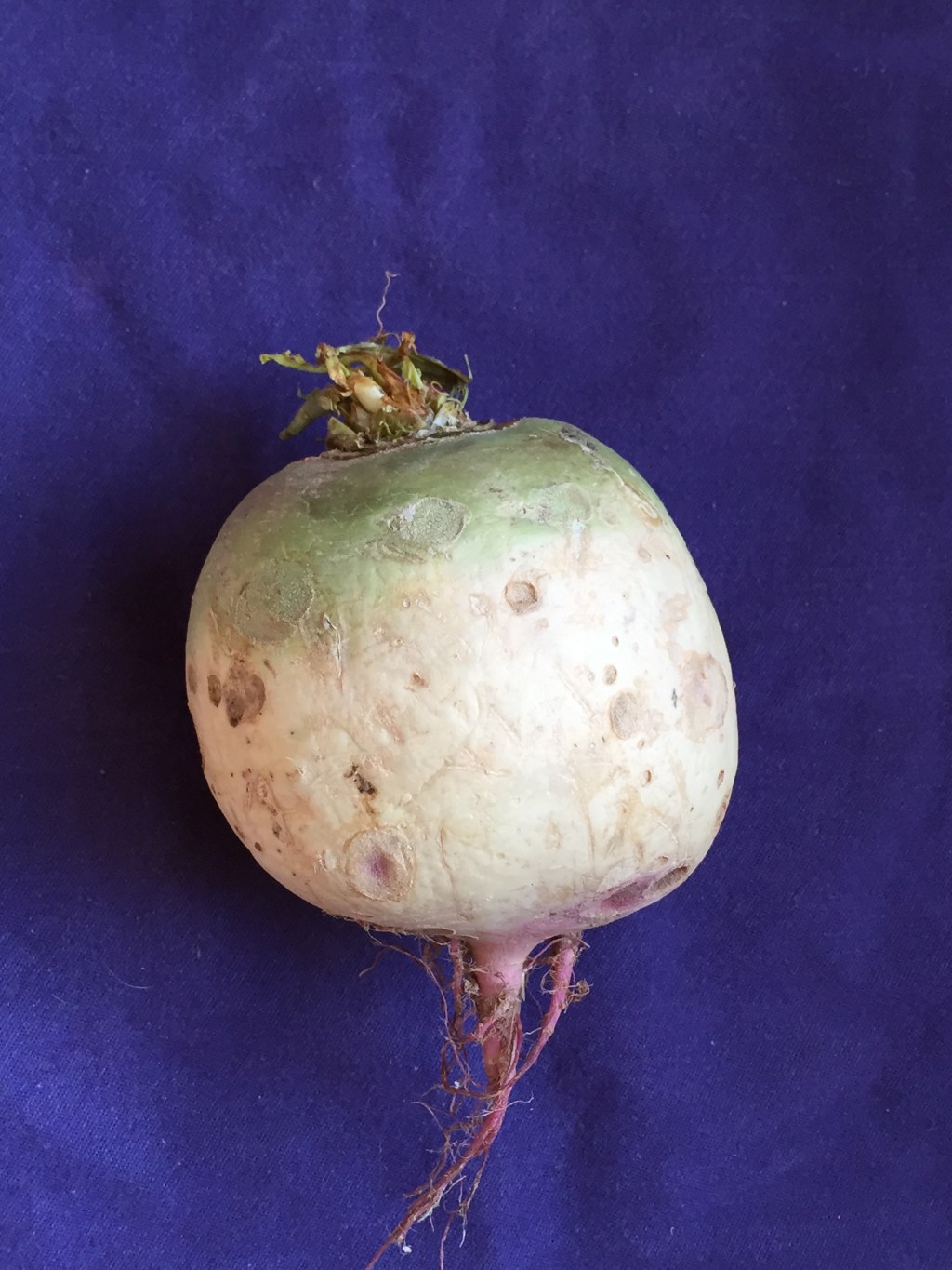 watermelon radish
