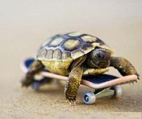 Pets on wheels from Red Flyer Facebook site