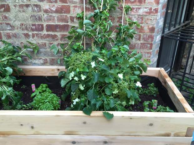 raised bed 
