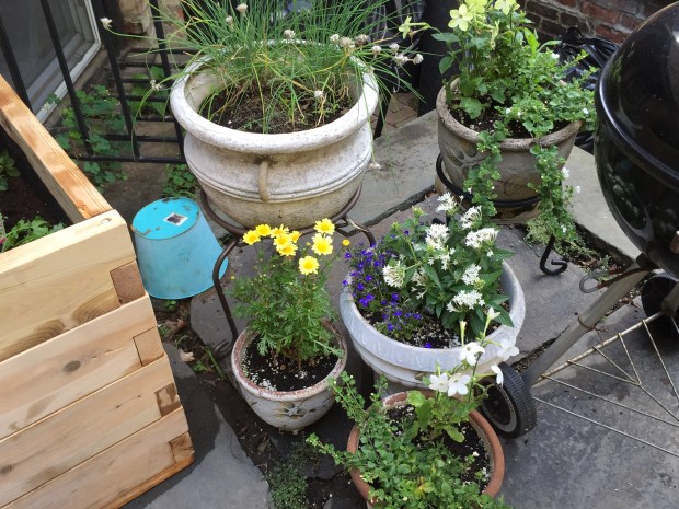 More flowers in pots