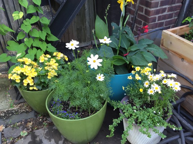 Pretty pots with flowers