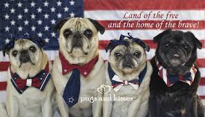 Patriotic Pugs