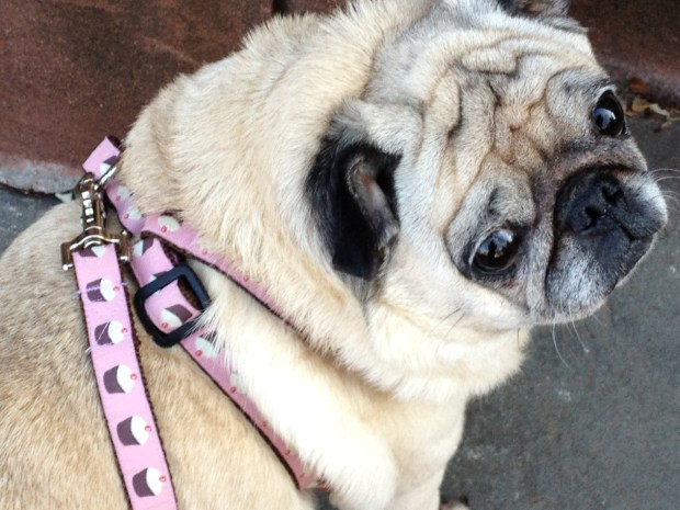 Izzy with her cupcake leash