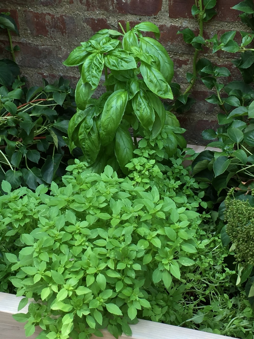 two types of basil regular sweet and smal spicy