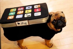iphone pug