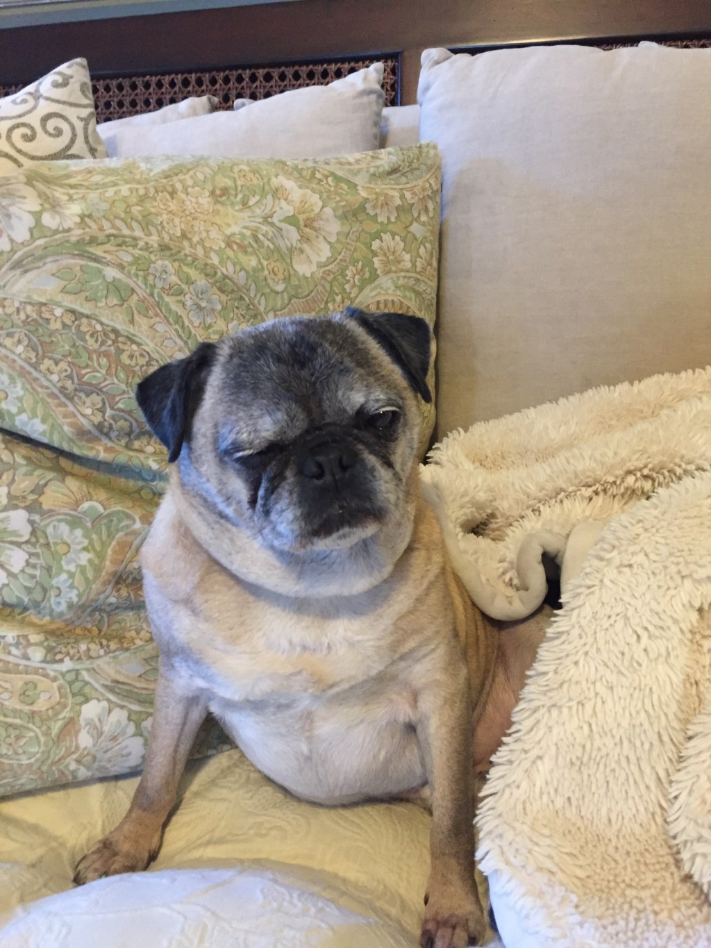 Made himself right at home