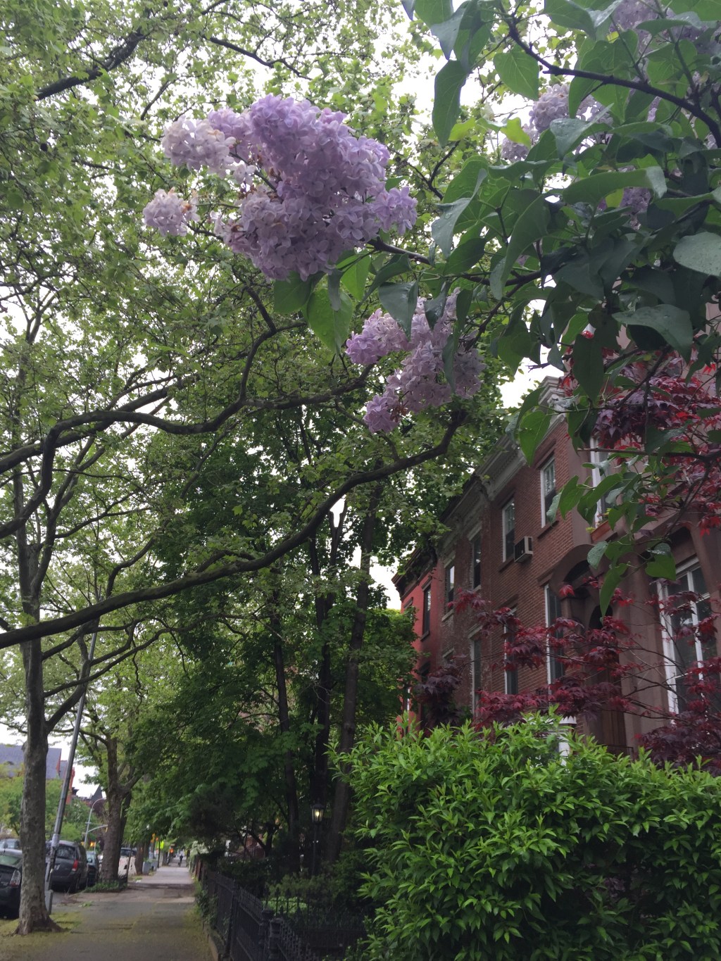 My neighbors lilacs