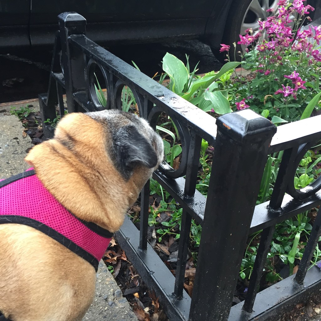 Percy admires the beautiful flowers in the tree pit