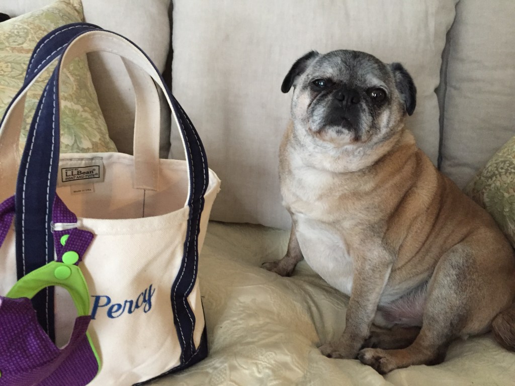 Percy is ready for bark fest