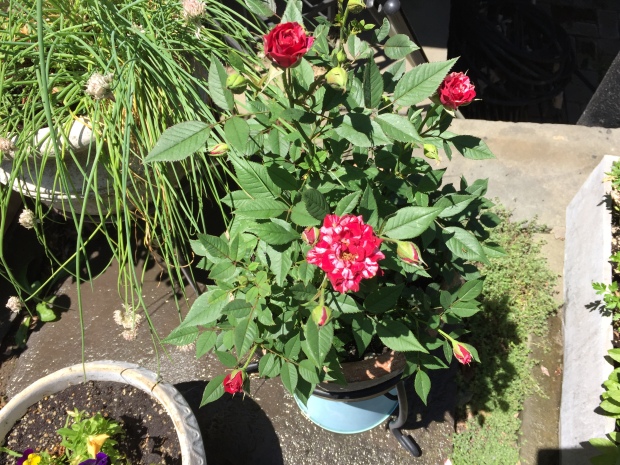 Grocery store rose bush