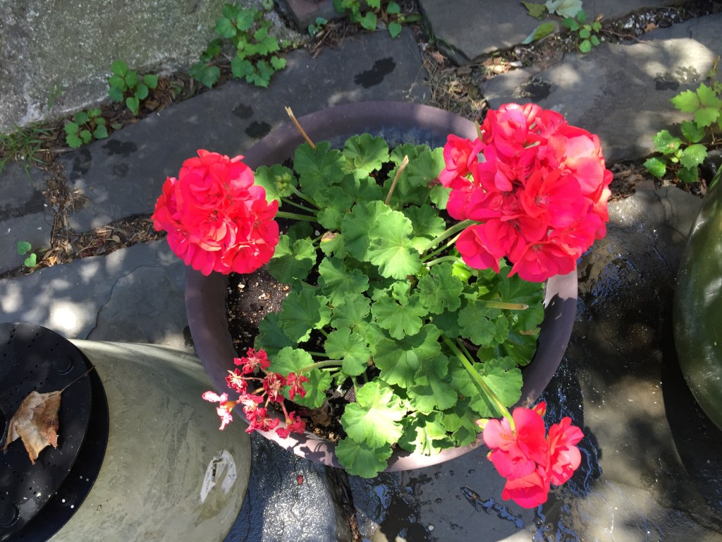 Izzy and Nando's geranium