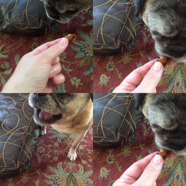 Percy gave it a thumbs up, or should I say a paw up