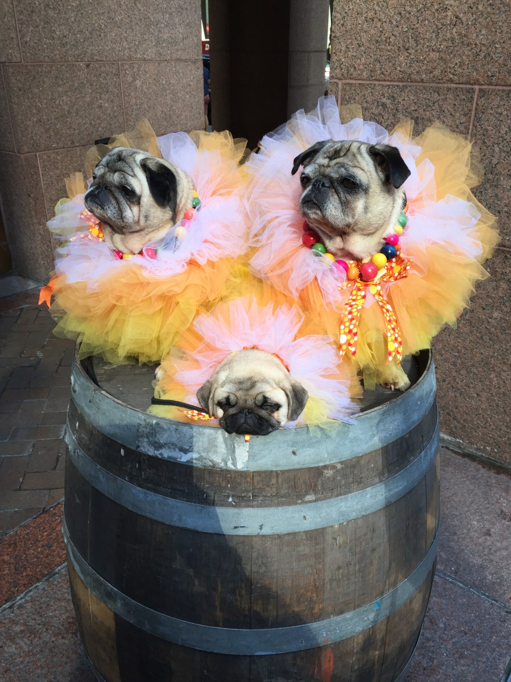 The Pugdashians, pug celebrities
