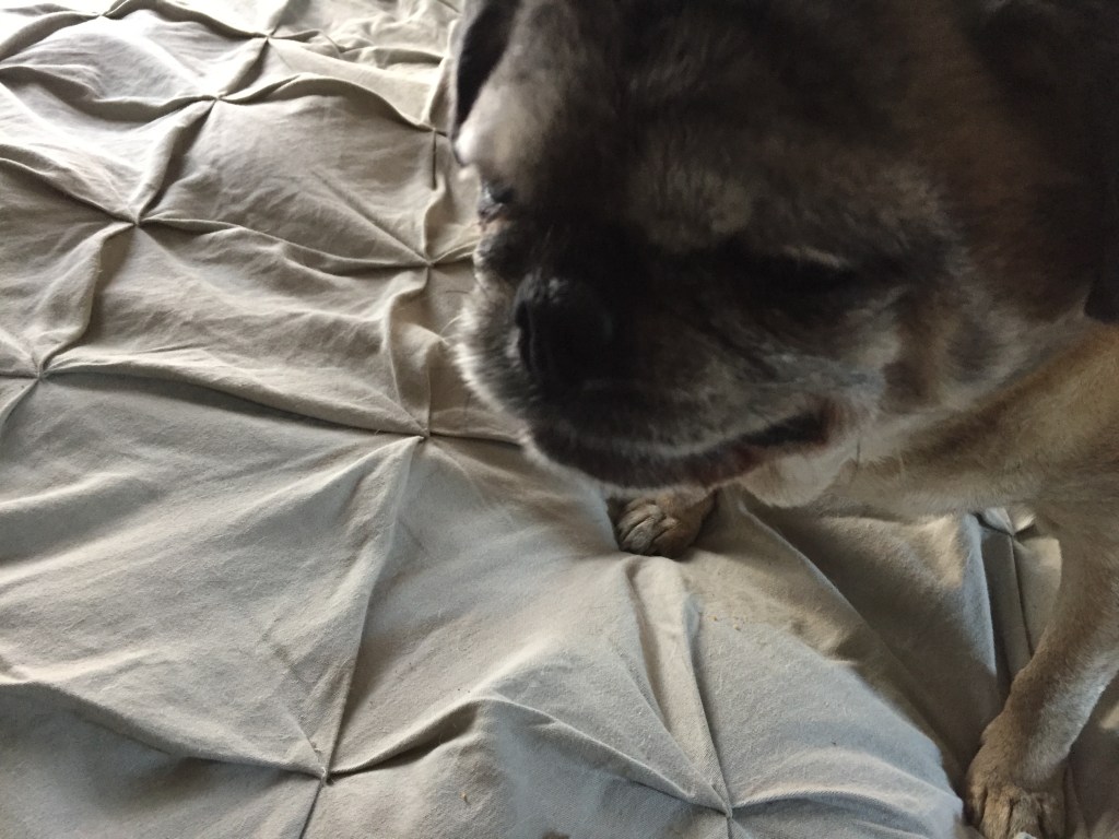 Percy ate it but liked the bite of ginger molasses cookies for humans better